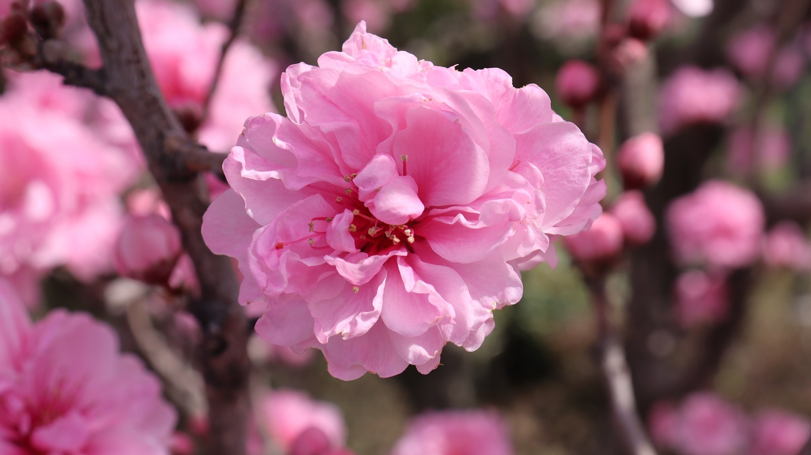 ピンクの花の写真フリー素材 Pink flower photo free material