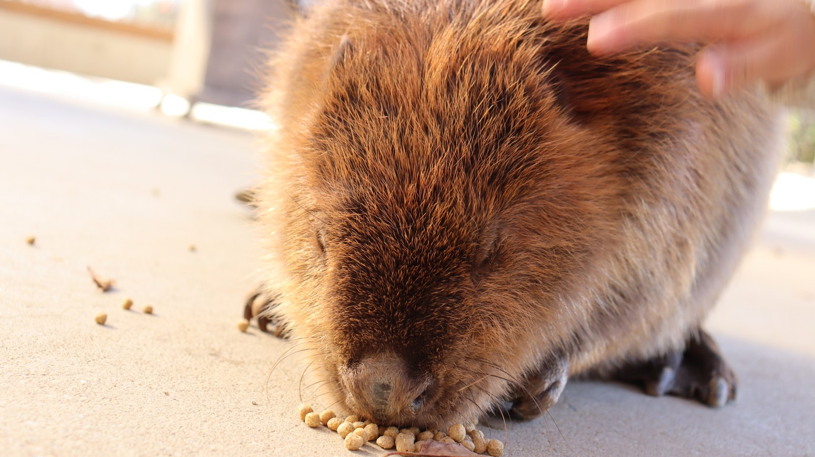 ビーバー動物のフリー素材 beaver Free material