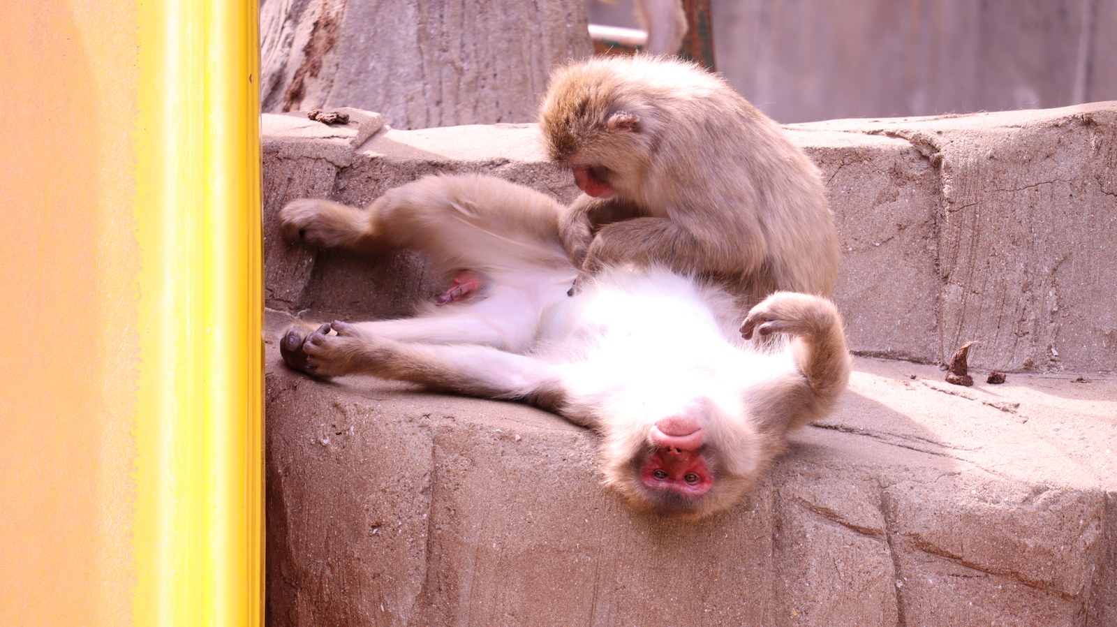 猿、日本猿、ニホンザル、哺乳類、動物園、動物の写真フリー素材 Pictures of monkeys, Japanese monkeys, mammals, zoos, animals Free material