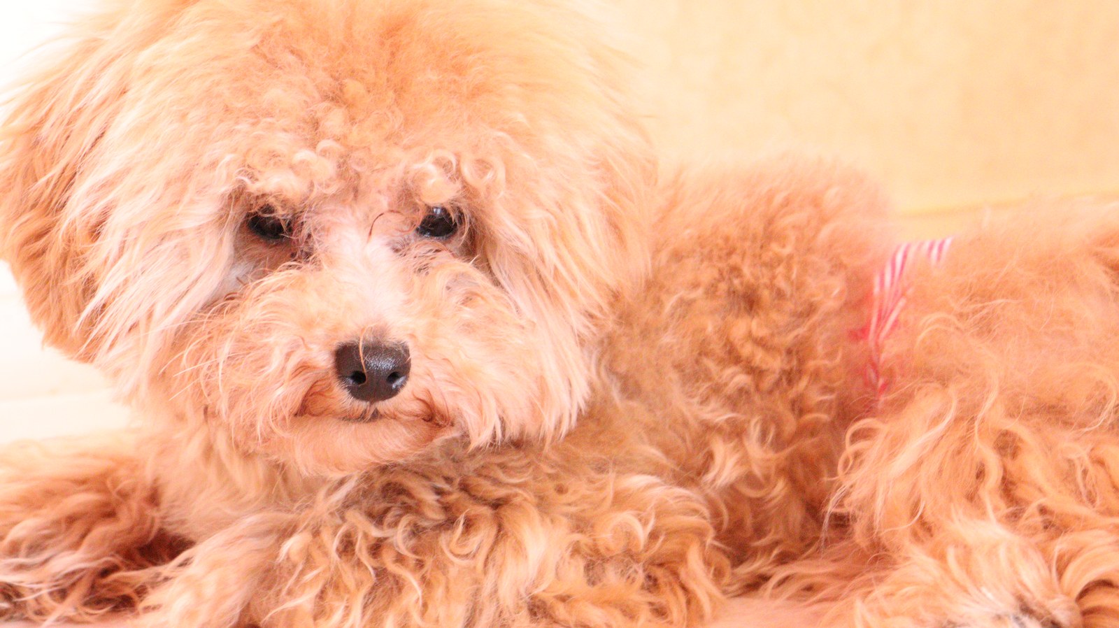 小型犬、トイプードル、犬、室内犬、動物の写真フリー素材 Small dogs, toy poodles, dogs, indoor dogs, animals photos free material