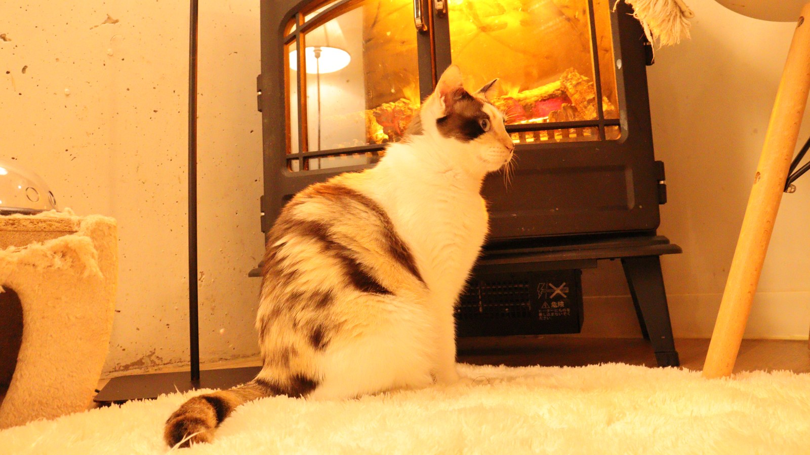 猫、ネコ、ねこ、雑種、ペット、動物の写真フリー素材 Cat, hybrid, pet, animal photo free material
