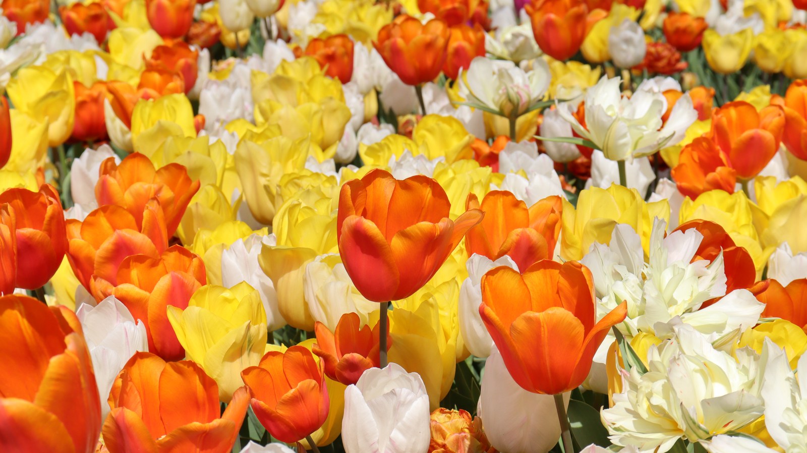 カラフルなチューリップ畑の写真フリー素材 Colorful tulip field photo free material