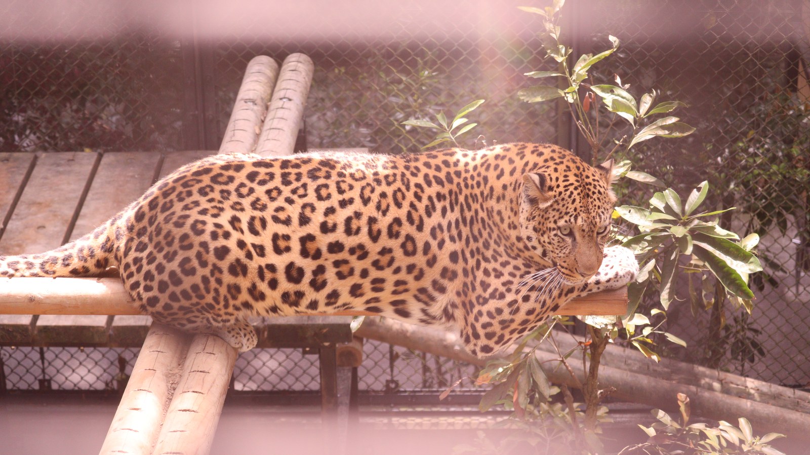 ヒョウ、豹、猫科、動物園、動物の写真フリー素材 Leopard, feline, zoo, animal photo free material