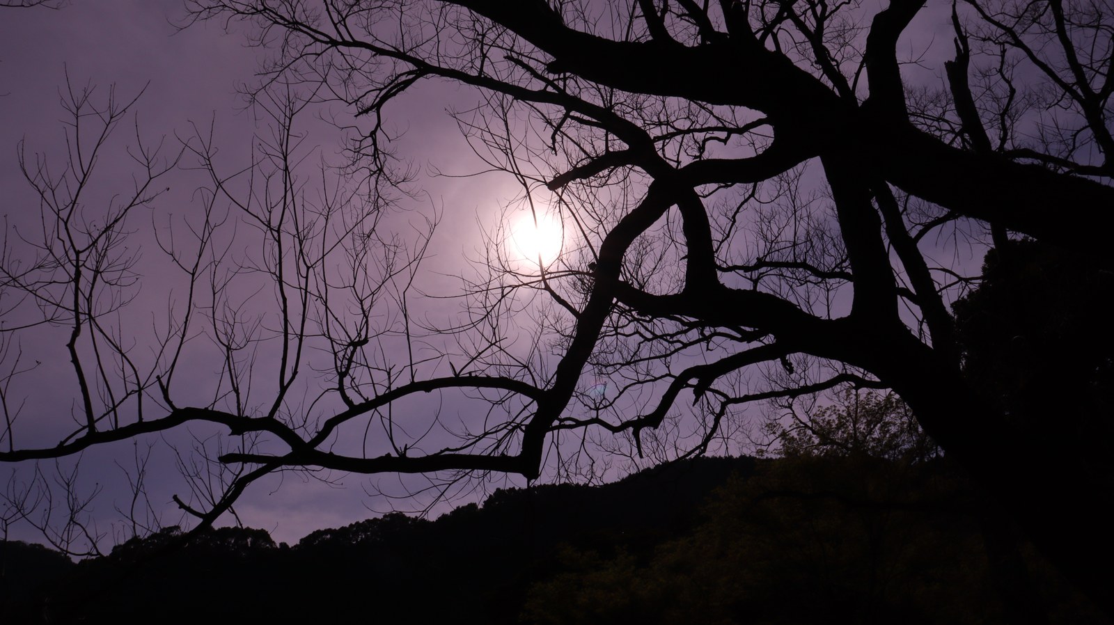暗い、怖い、枯れ木、お化け、森林、木、山の写真フリー素材 Dark, scary, dead trees, ghosts, forests, trees, mountains photos free material