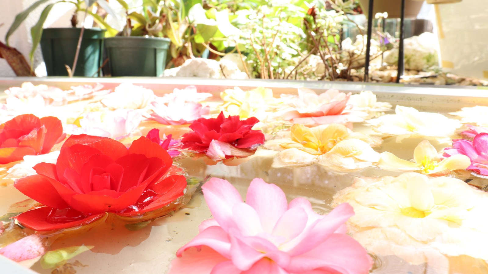 水に浮いてる花の写真フリー素材 Pictures of flowers floating in water Free material