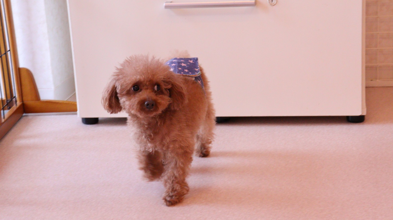 小型犬、トイプードル、犬、室内犬、動物の写真フリー素材 Small dogs, toy poodles, dogs, indoor dogs, animals photos free material