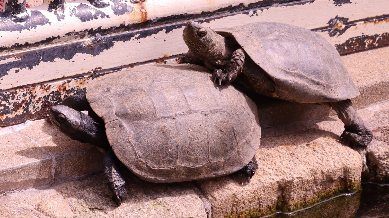 亀、ニホンイシガメ、爬虫類、動物園、動物の写真フリー素材 Turtles, Japanese pond turtles, reptiles, zoos, animals photos free material