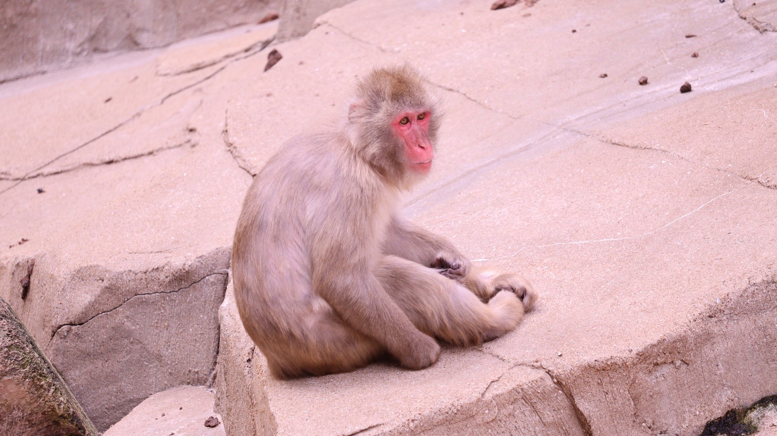 猿、日本猿、ニホンザル、哺乳類、動物園、動物の写真フリー素材 Pictures of monkeys, Japanese monkeys, mammals, zoos, animals Free material
