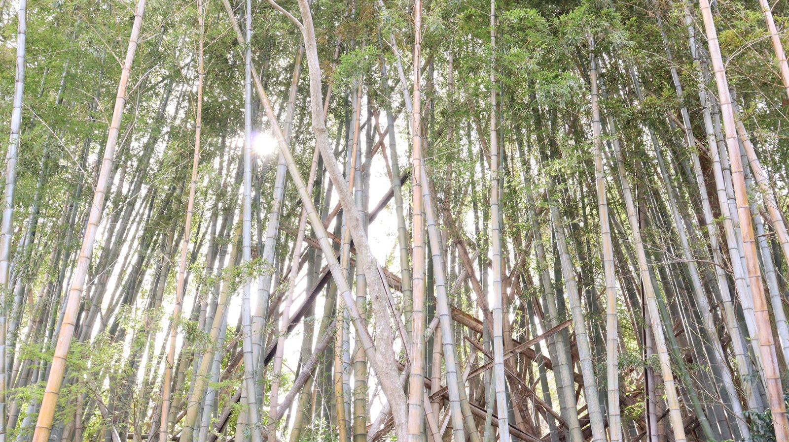 日が差す明るい竹林の写真フリー素材 Bright bamboo grove in the sun Free material