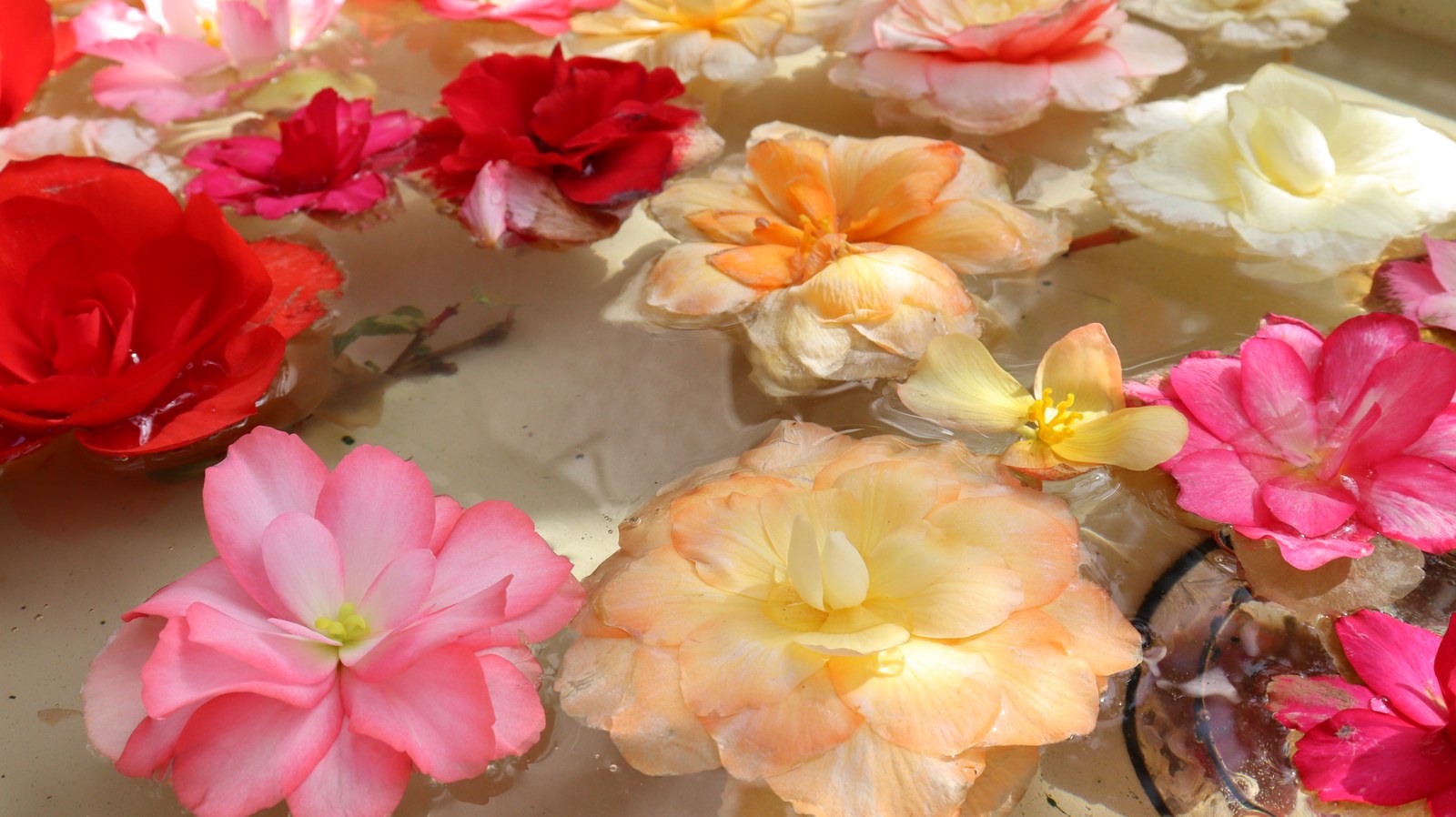 池に浮く花のフリー素材 Free material of flowers floating in the pond