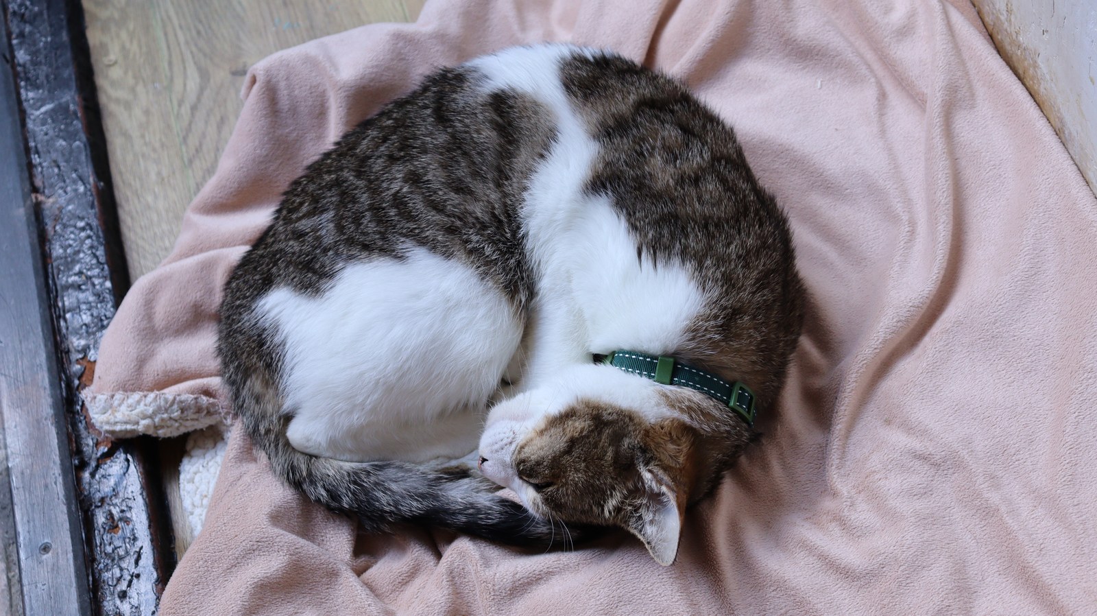 猫、ネコ、ねこ、雑種、ペット、動物の写真フリー素材 Cat, hybrid, pet, animal photo free material