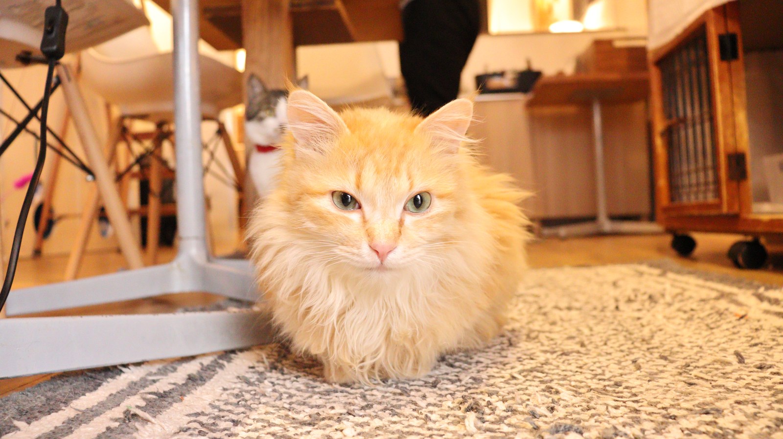 猫、ネコ、ねこ、雑種、ペット、動物の写真フリー素材 Cat, hybrid, pet, animal photo free material