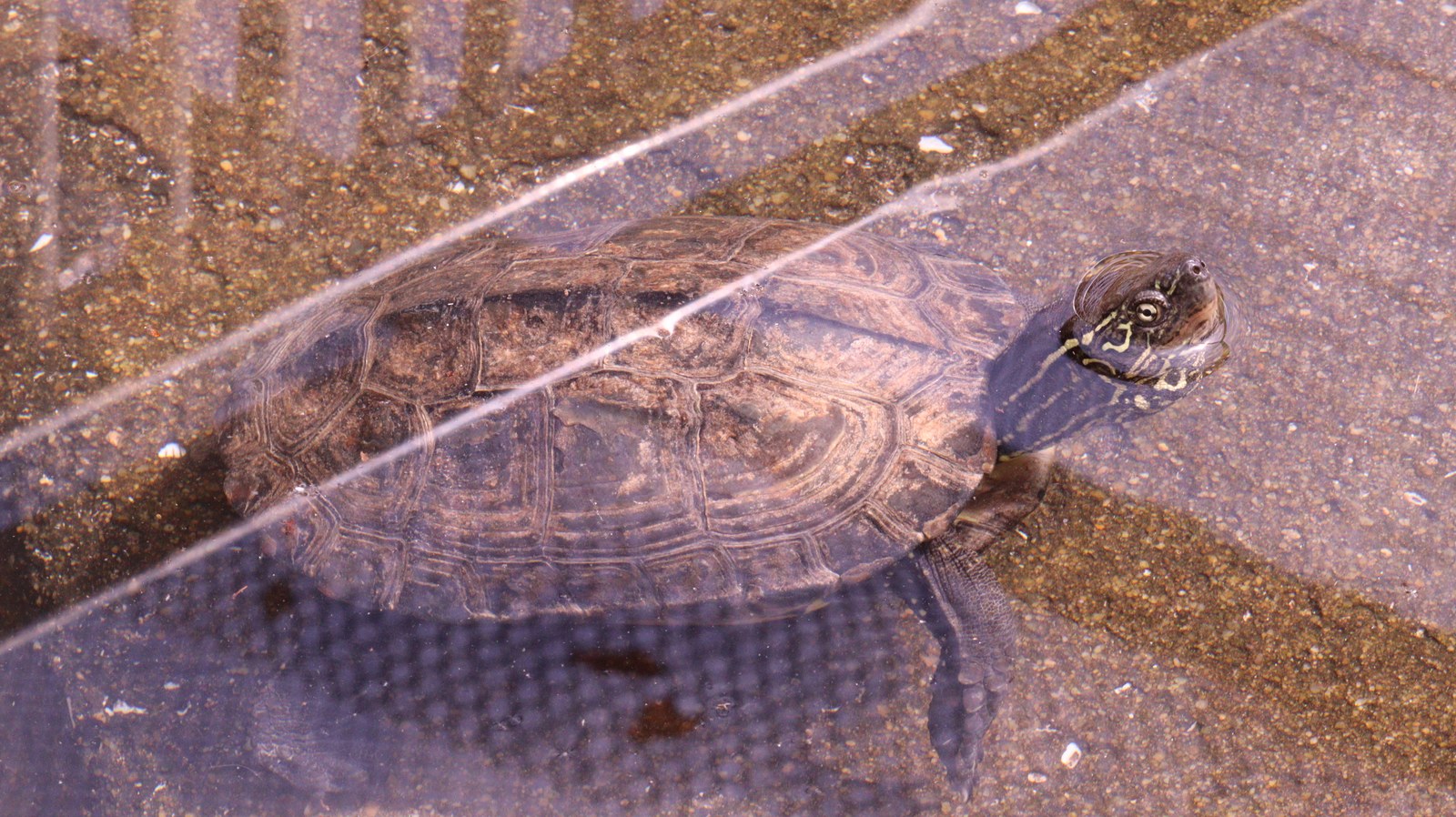 亀、クサガメ、爬虫類、動物園、動物の写真フリー素材 Turtles, Reeve's Turtles, Reptiles, Zoos, Animals Photos Free Material