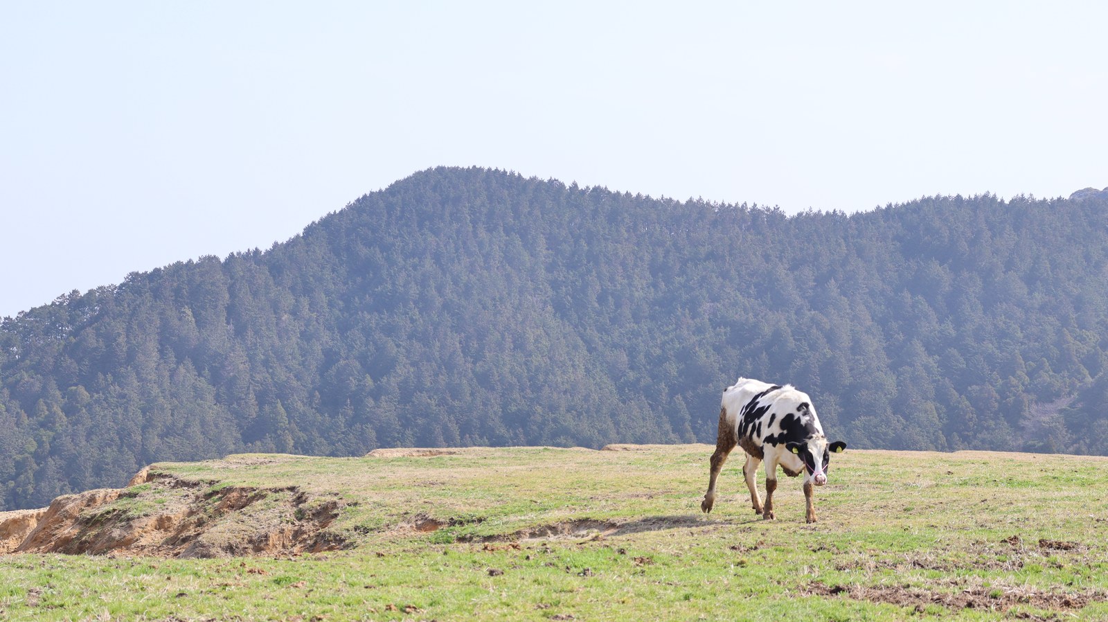 牧場、家畜、牛、乳牛、動物の写真フリー素材 Ranch, livestock, cow, dairy cow, animal photo free material