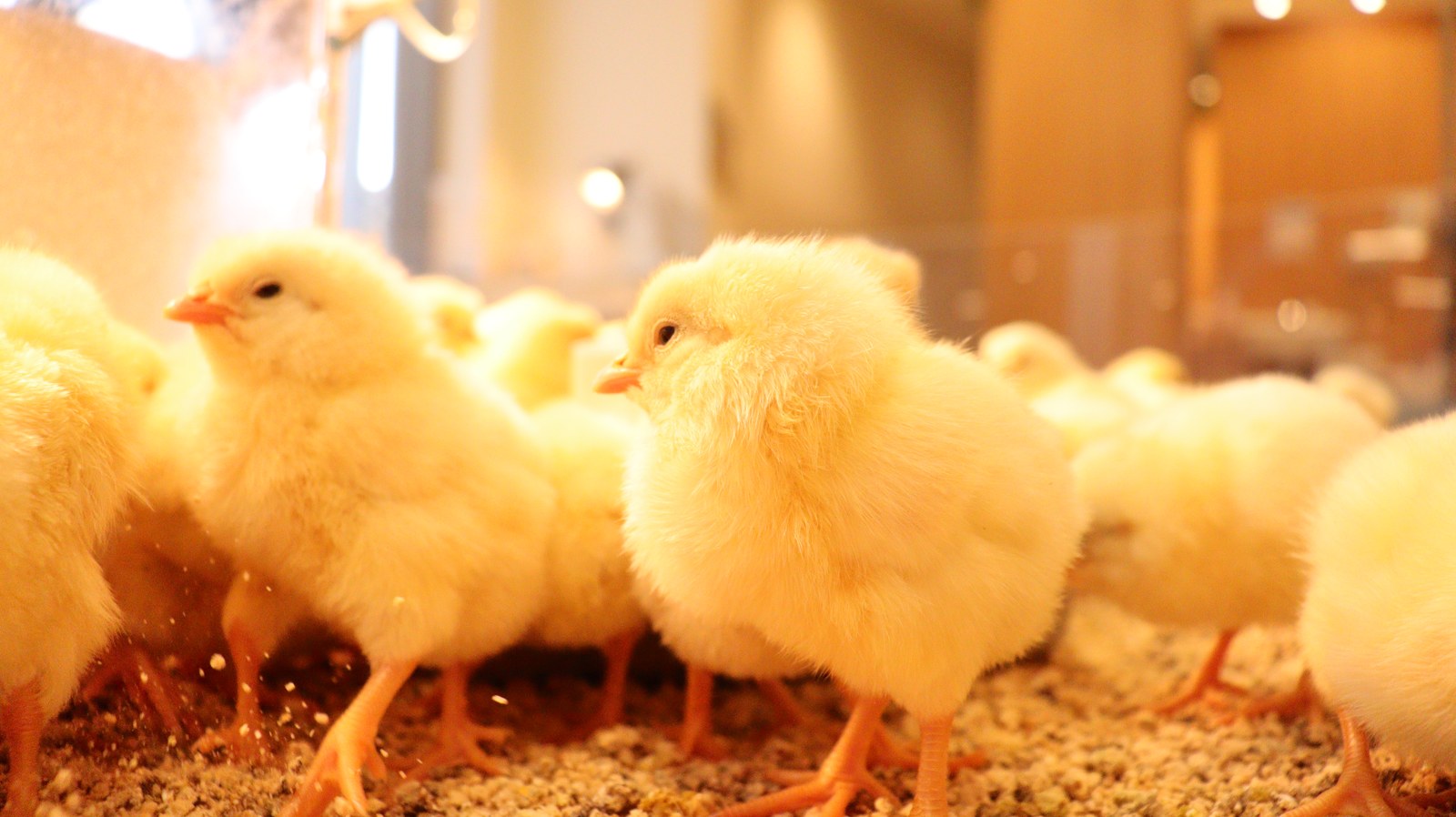 小動物、鳥、ヒヨコ、ひよこ、動物の写真フリー素材 Pictures of small animals, birds, chicks, animals Free material