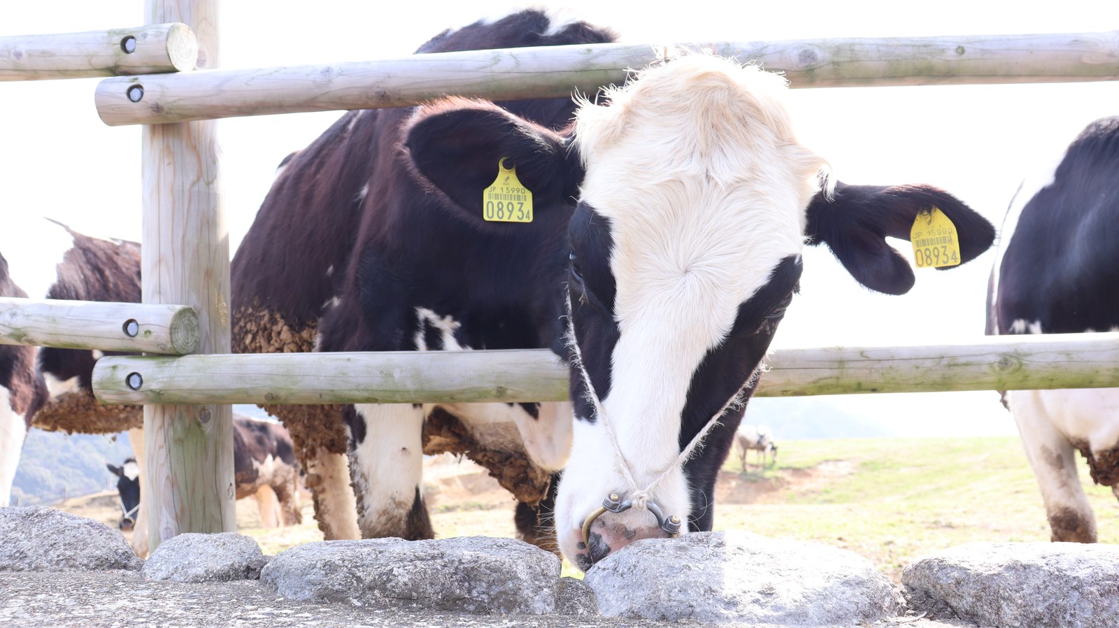 牧場、家畜、牛、乳牛、動物の写真フリー素材 Ranch, livestock, cow, dairy cow, animal photo free material