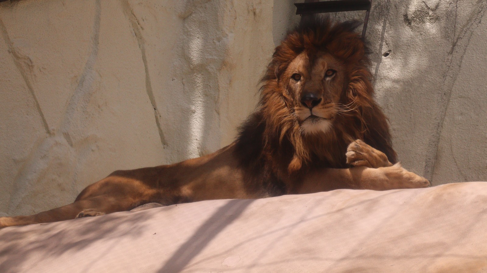 ライオン、猫科、動物園、動物の写真フリー素材 Lion, feline, zoo, animal photo free material