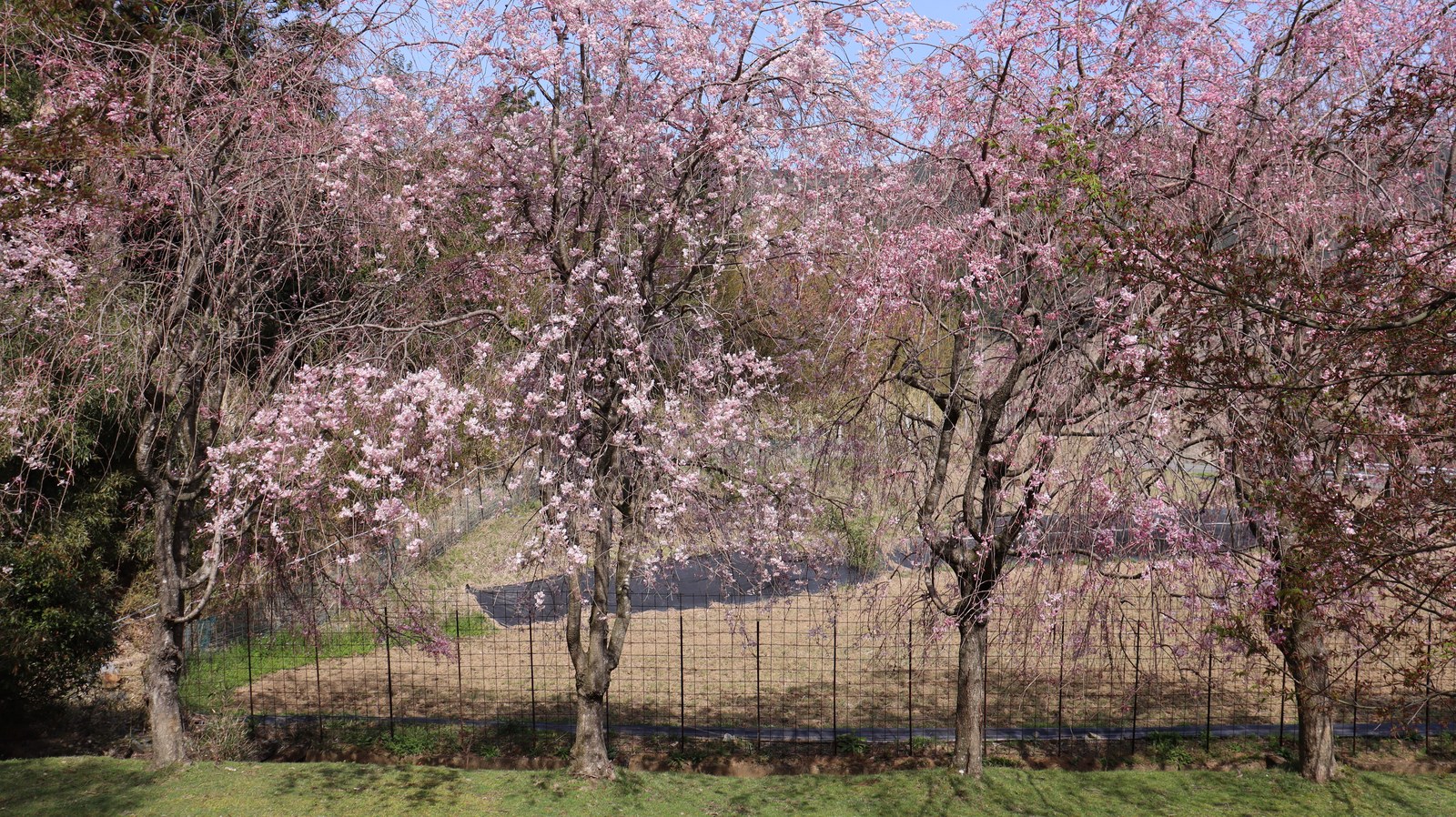 五分咲き桜の画像フリー素材 Image free material of five-minute blooming cherry blossoms