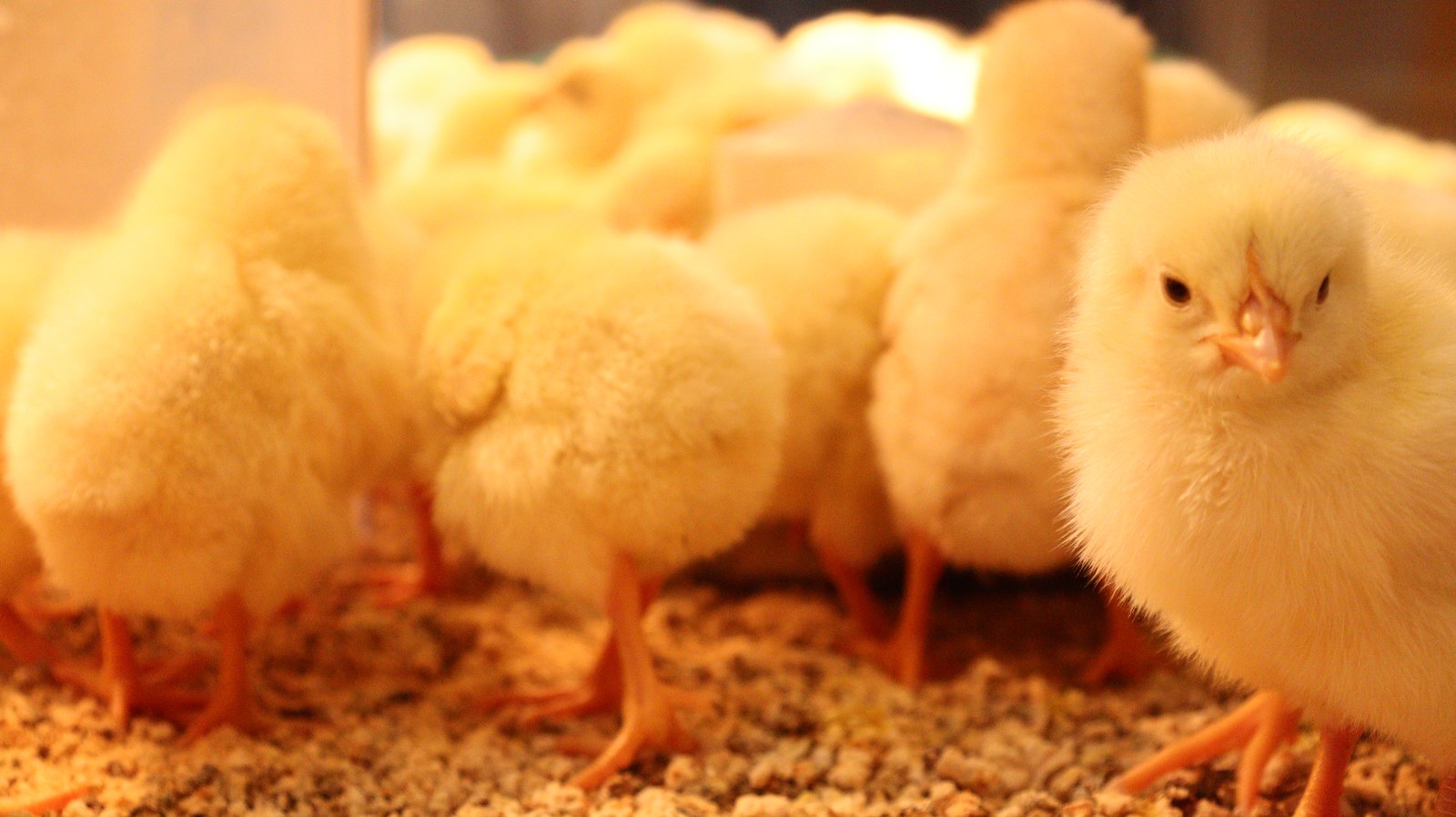 小動物、鳥、ヒヨコ、ひよこ、動物の写真フリー素材 Pictures of small animals, birds, chicks, animals Free material
