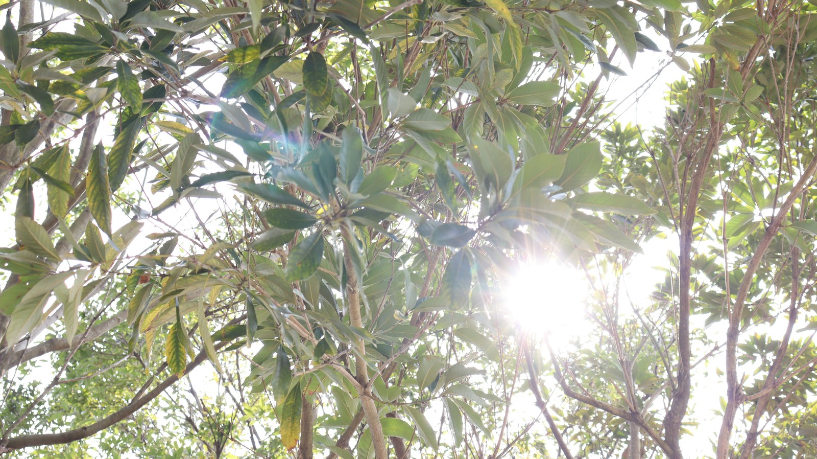 木漏れ日の写真フリー素材 Sunbeams photo free material