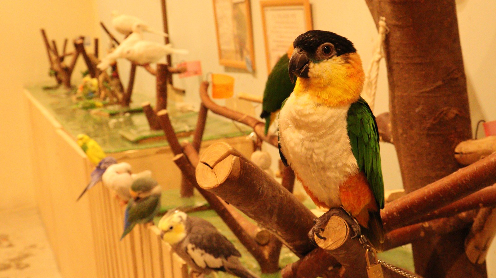 鳥、インコ、シロハラインコ、動物の写真フリー素材 Birds, Parakeets, White-bellied Parrots, Animals Photos Free Material