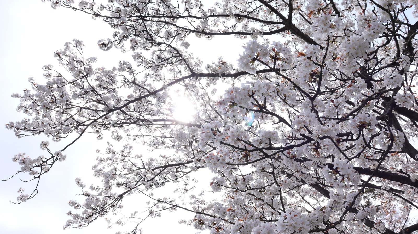 桜の隙間から太陽の写真フリー素材 Photograph-free material of the sun through the gaps of cherry blossoms