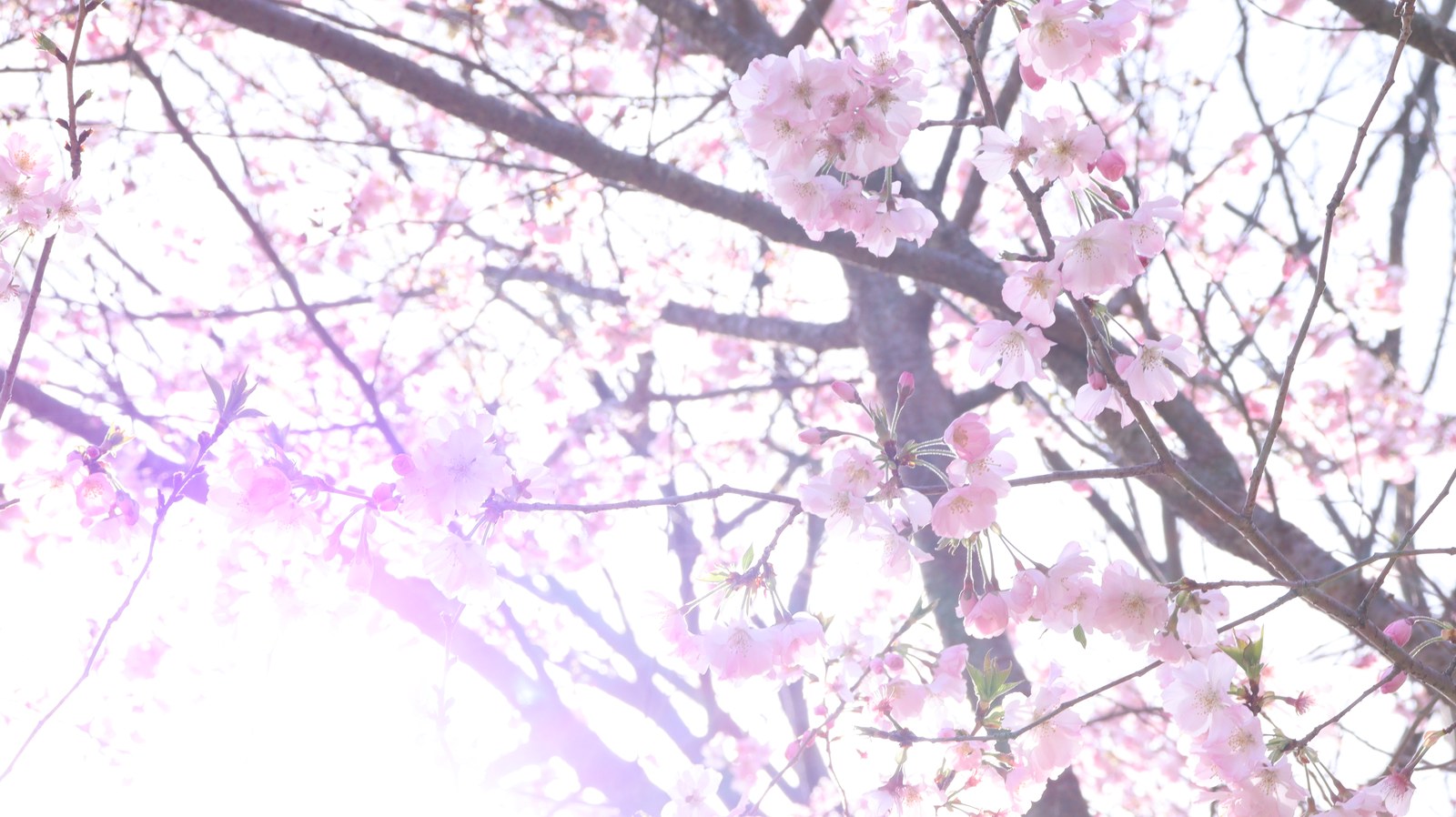 桜と光の写真フリー素材 Sakura and light photo free material