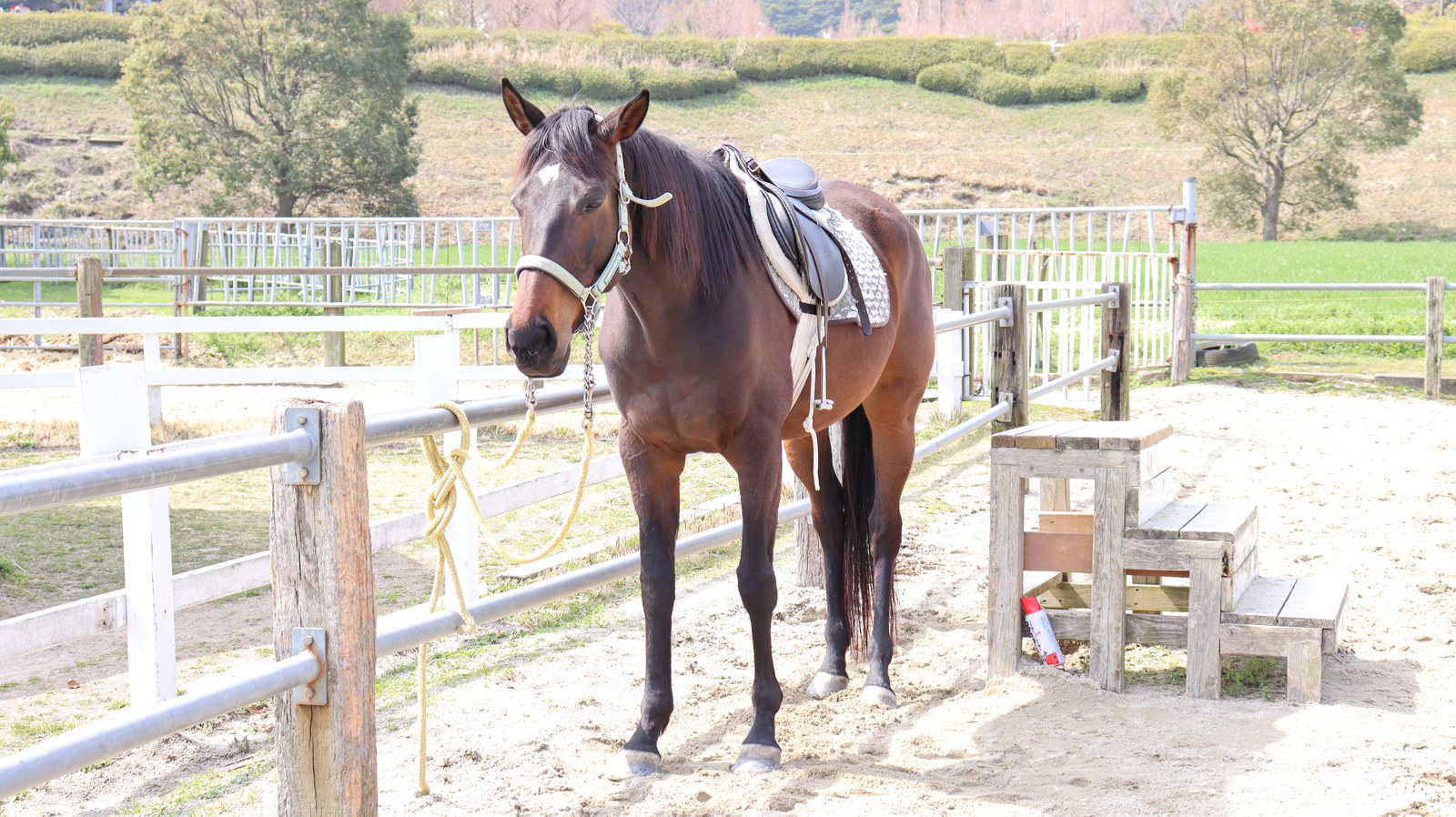 牧場、家畜、馬、ポニー、動物の写真フリー素材 Pictures of ranch, livestock, horse, pony, animal free material