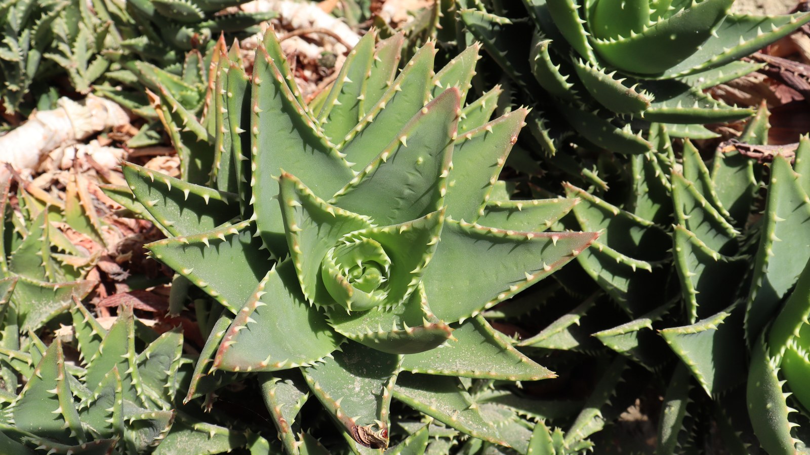 アロエの写真フリー素材 Aloe Photos Free Material
