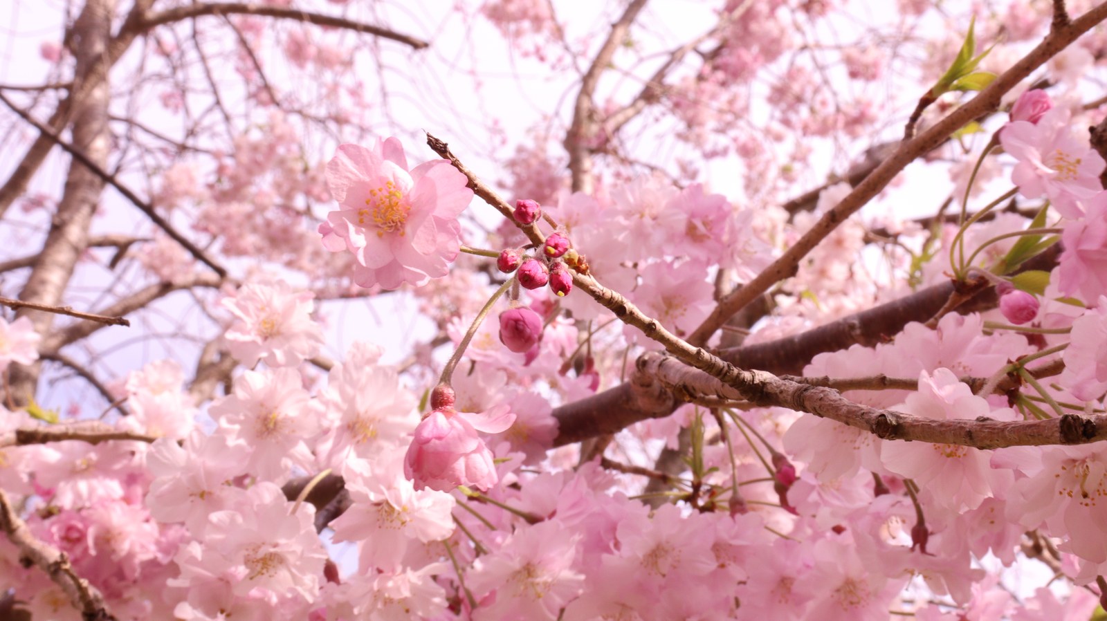桜のつぼみの写真フリー素材 Cherry buds photo free material