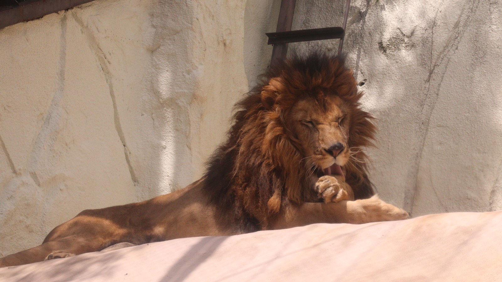 ライオン、猫科、動物園、動物の写真フリー素材 Lion, feline, zoo, animal photo free material