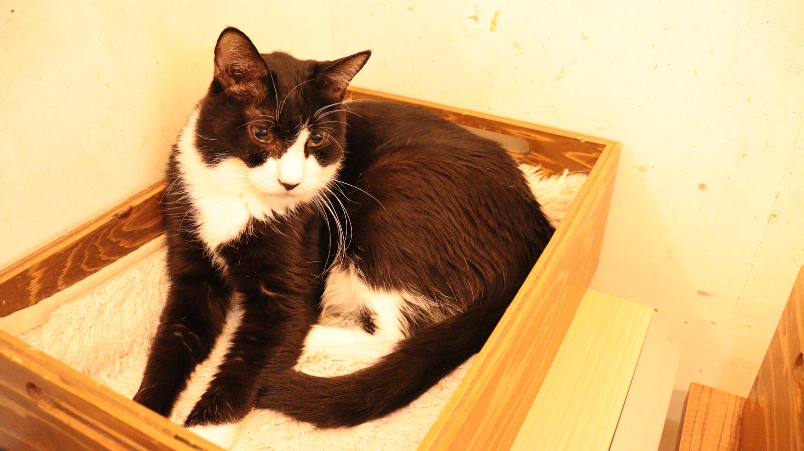 猫、ネコ、ねこ、雑種、ペット、動物の写真フリー素材 Cat, hybrid, pet, animal photo free material