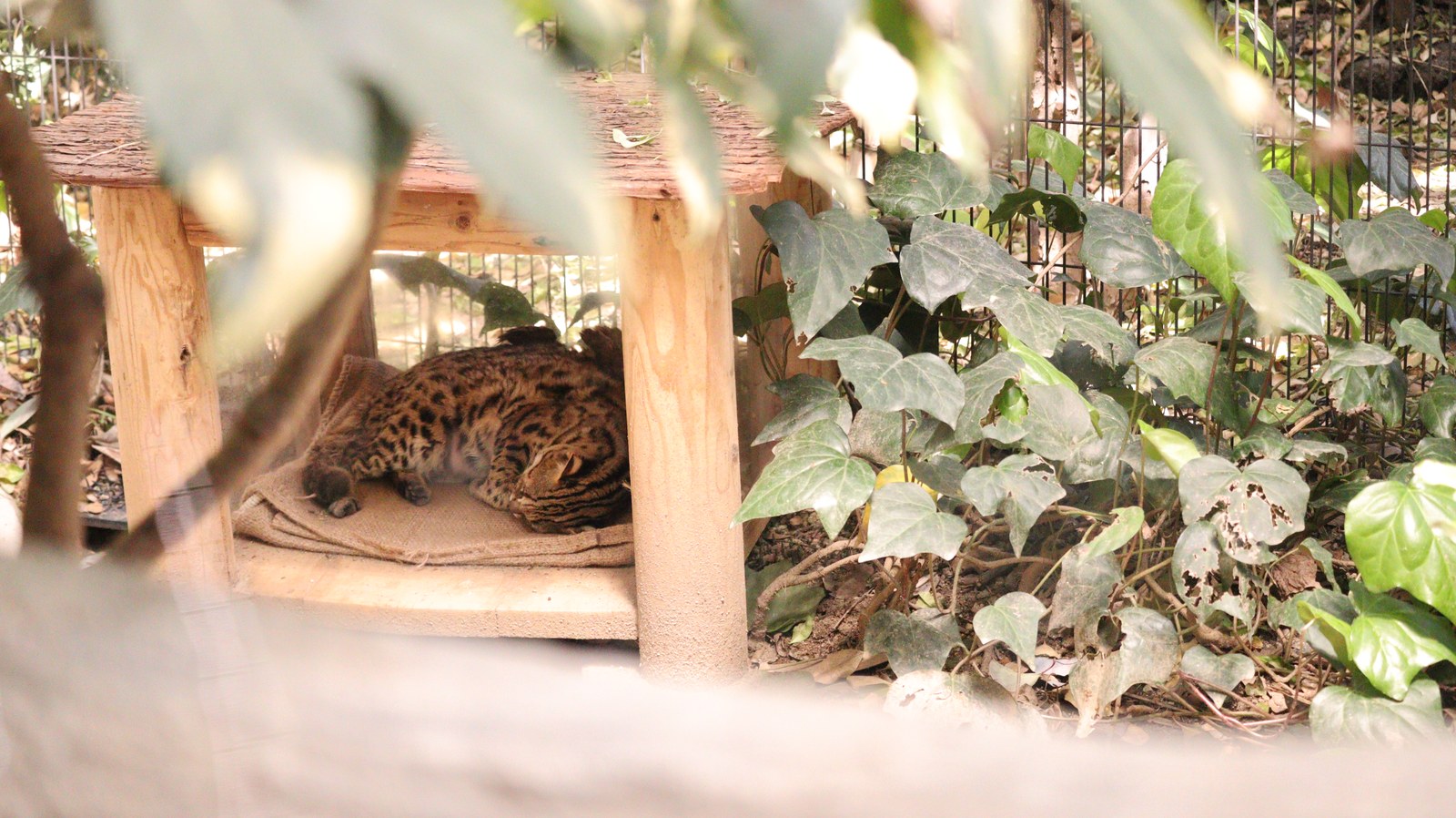 自然、ベンガルヤマネコ、猫、動物園、動物の写真フリー素材 Nature, Bengal Wildcat, Cat, Zoo, Animal Photos Free Material