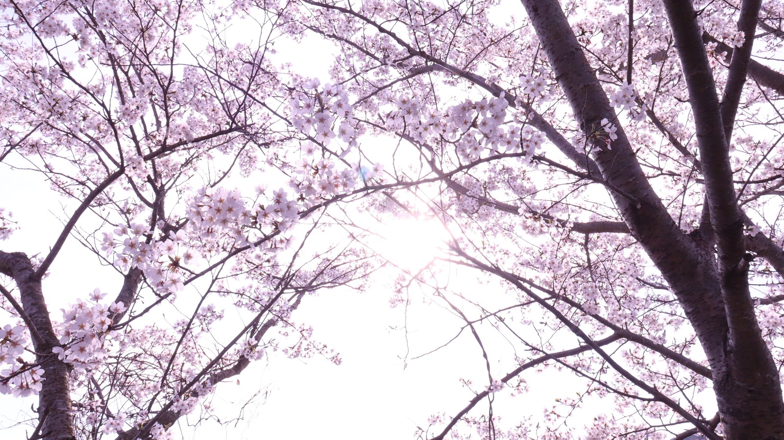 桜、日差し、太陽、明るい、パステル、風景写真フリー素材 Cherry blossoms, sunshine, sun, bright, pastel, landscape photography free material