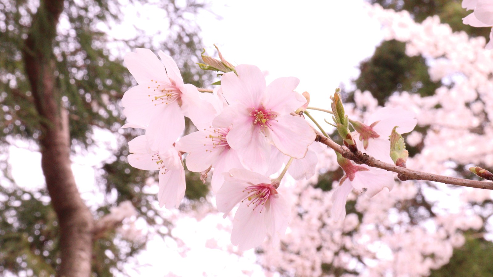 七分咲きの桜の素材 Material of three-quarter blooming cherry blossoms