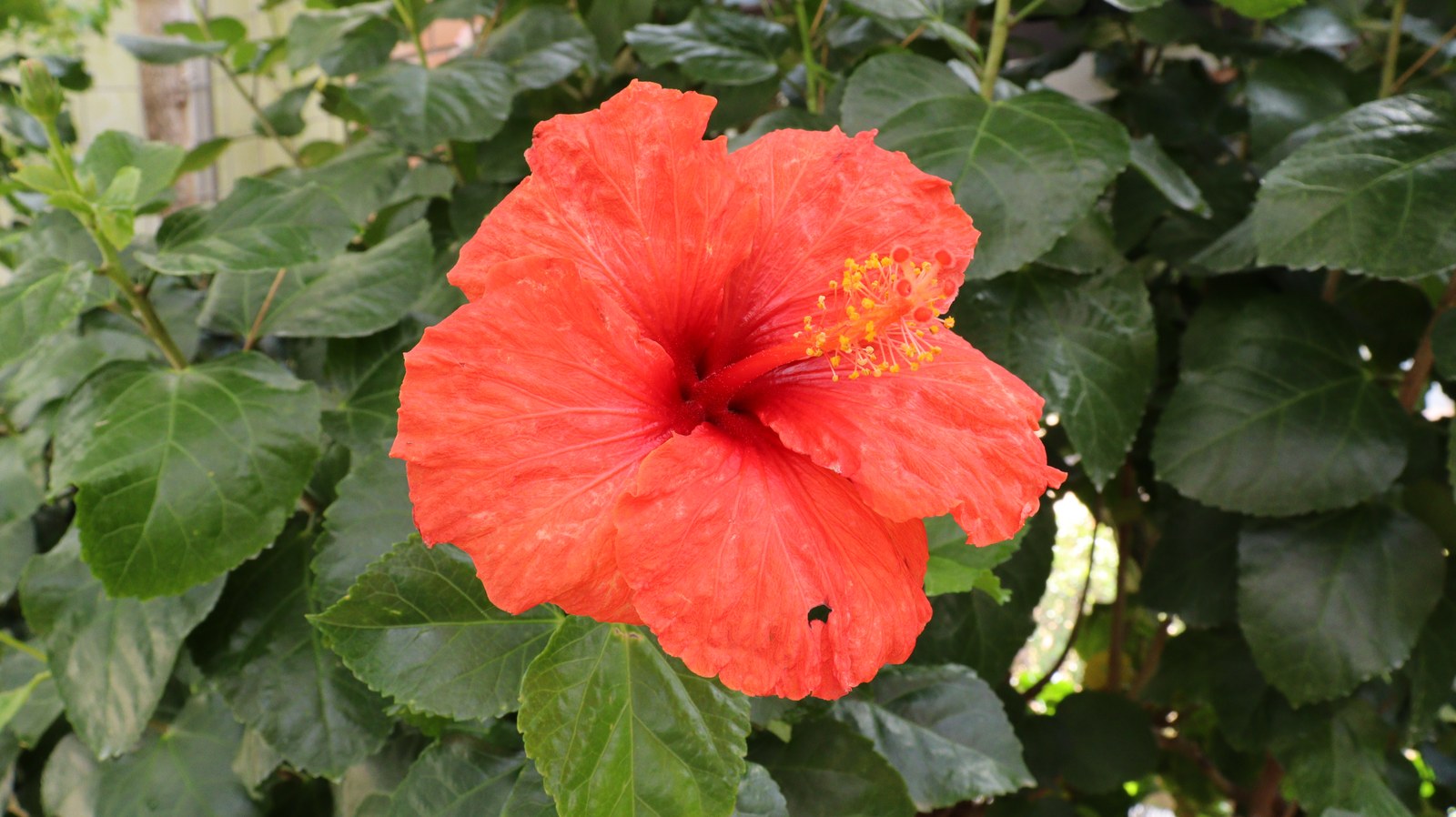 沖縄っぽい花の写真フリー素材 Okinawa-like flower photo free material