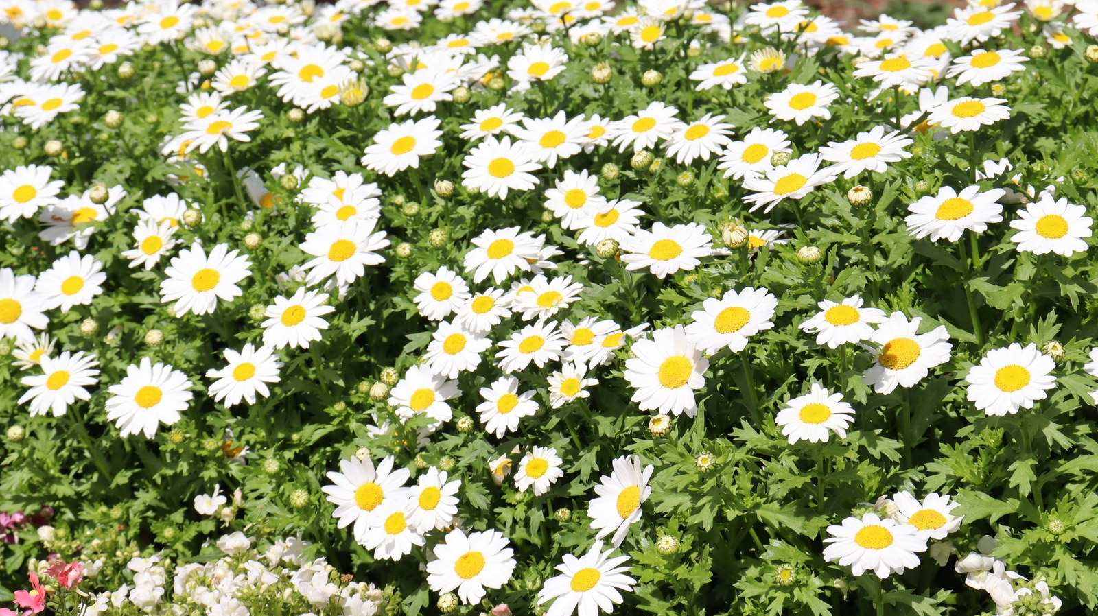 野草の写真フリー素材 Wildflowers Photos Free Material