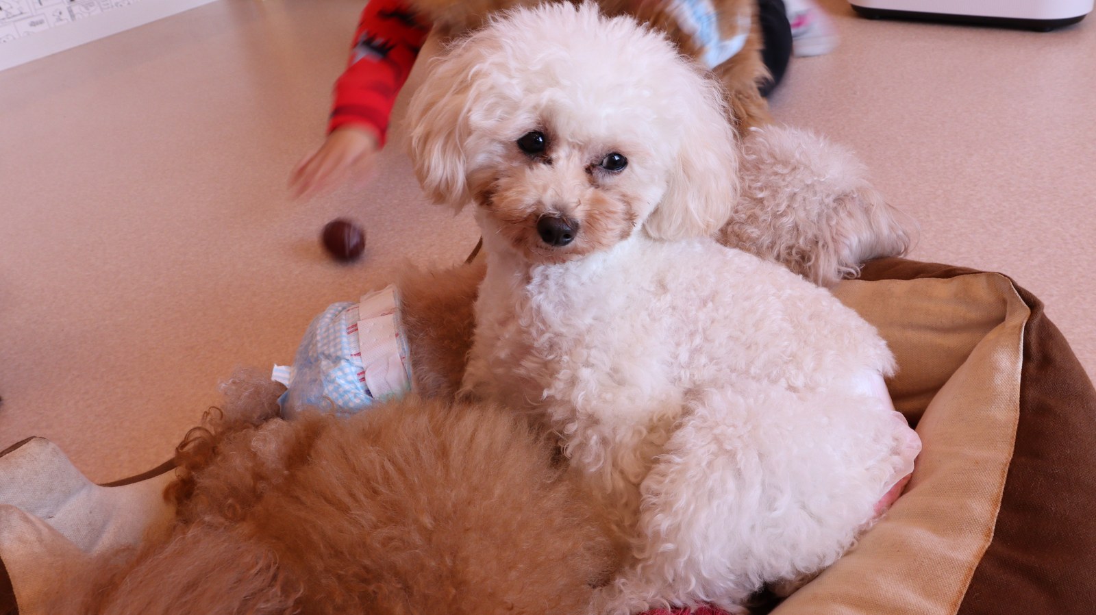 小型犬、トイプードル、犬、室内犬、動物の写真フリー素材 Small dogs, toy poodles, dogs, indoor dogs, animals photos free material