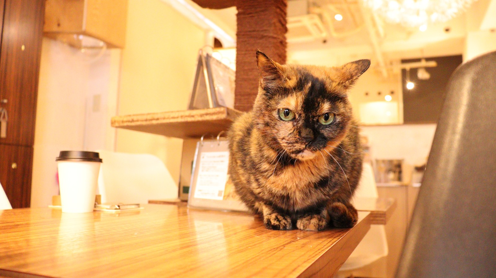 猫、ネコ、ねこ、雑種、ペット、動物の写真フリー素材 Cat, hybrid, pet, animal photo free material