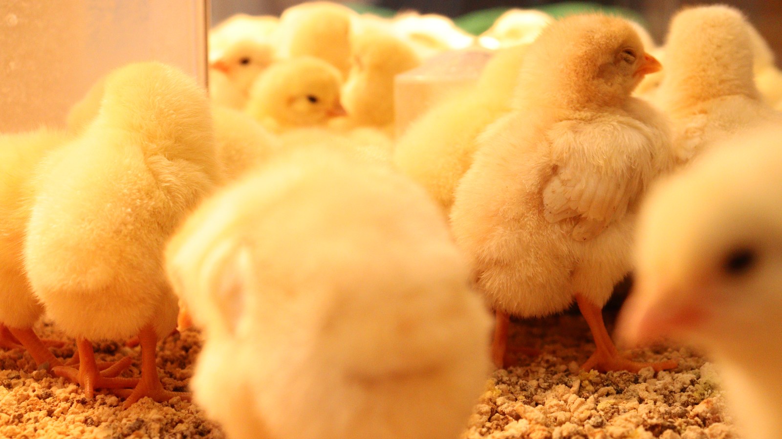 小動物、鳥、ヒヨコ、ひよこ、動物の写真フリー素材 Pictures of small animals, birds, chicks, animals Free material