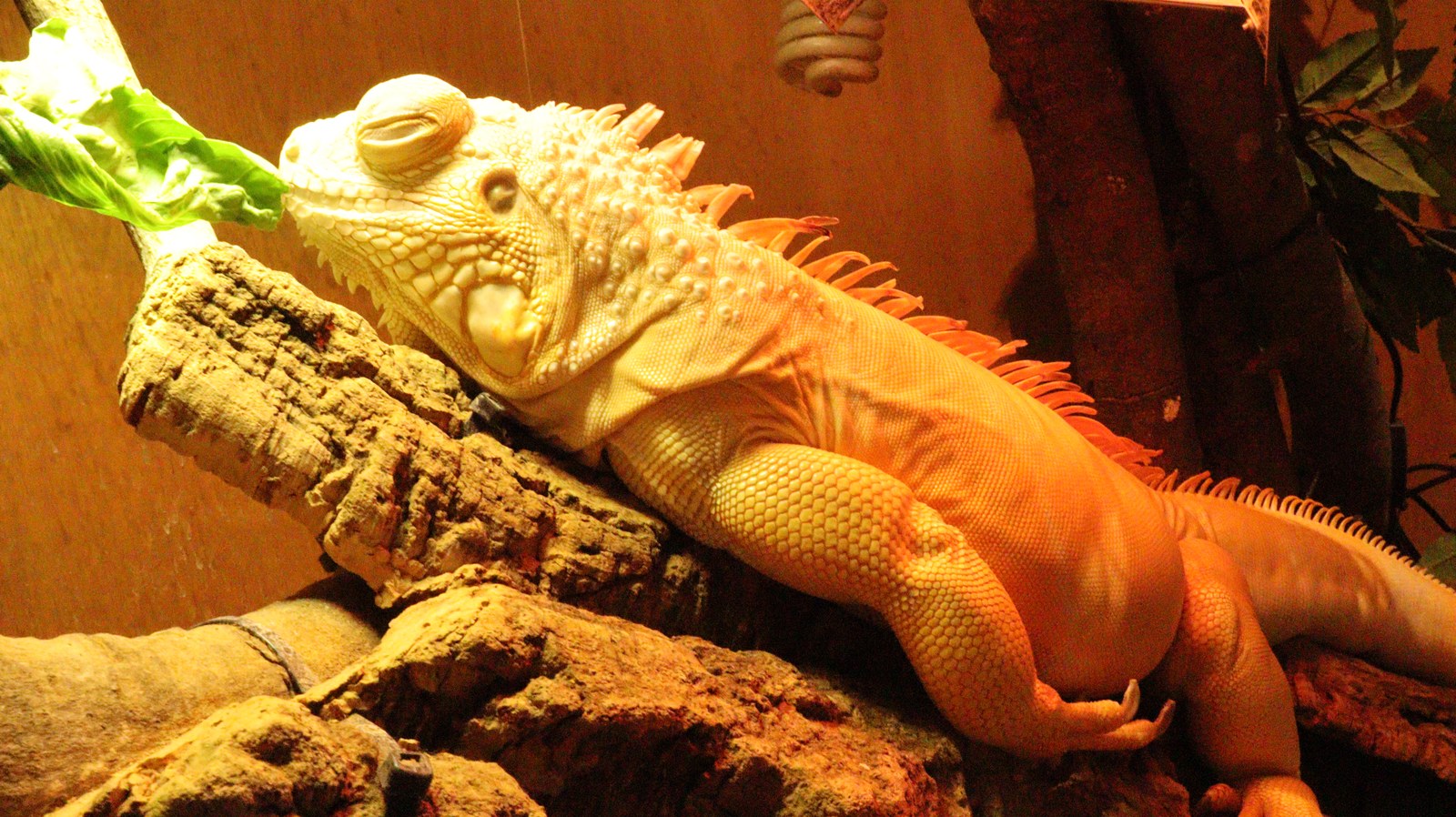 イグアナ、トカゲ、動物フリー素材 Iguanas, lizards, animal-free materials