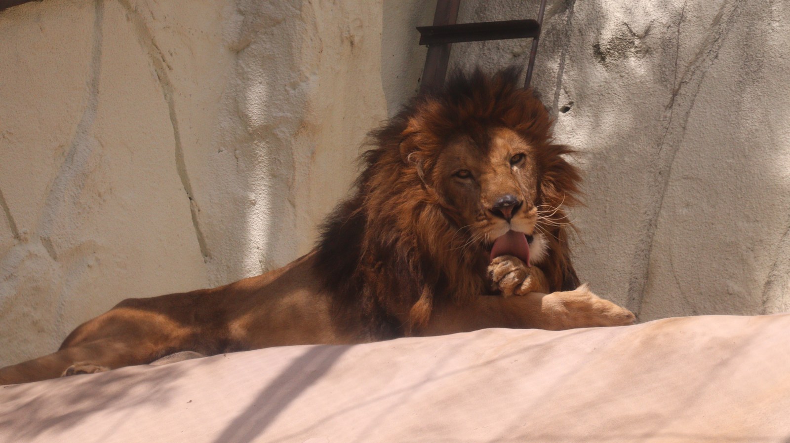 ライオン、猫科、動物園、動物の写真フリー素材 Lion, feline, zoo, animal photo free material