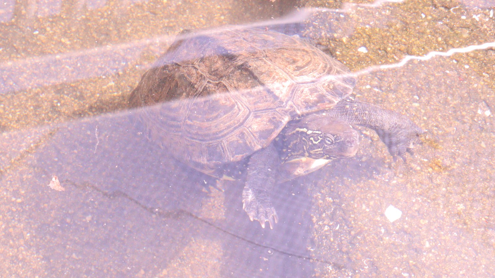 亀、クサガメ、爬虫類、動物園、動物の写真フリー素材 Turtles, Reeve's Turtles, Reptiles, Zoos, Animals Photos Free Material