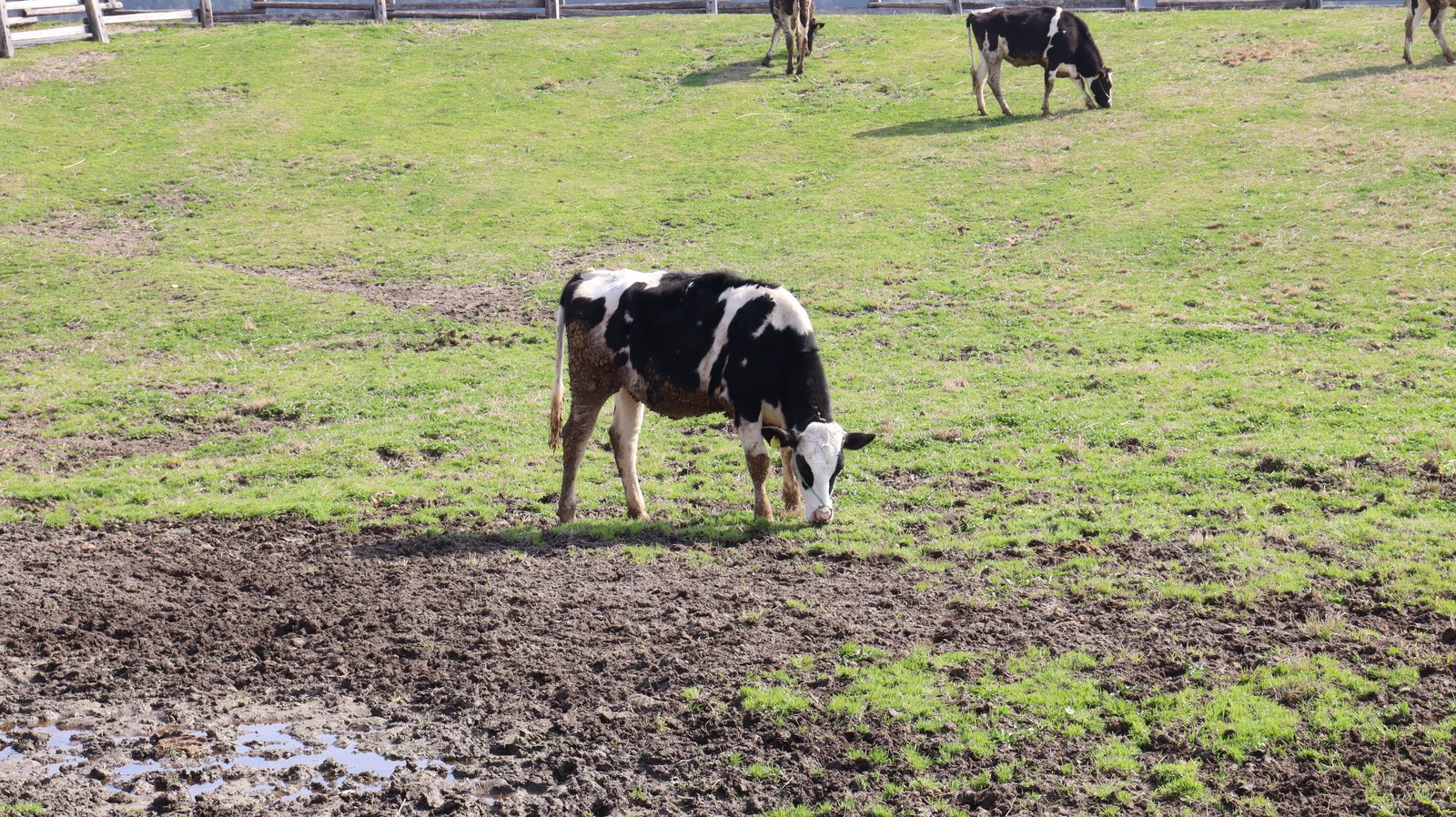 牧場、家畜、牛、乳牛、動物の写真フリー素材 Ranch, livestock, cow, dairy cow, animal photo free material