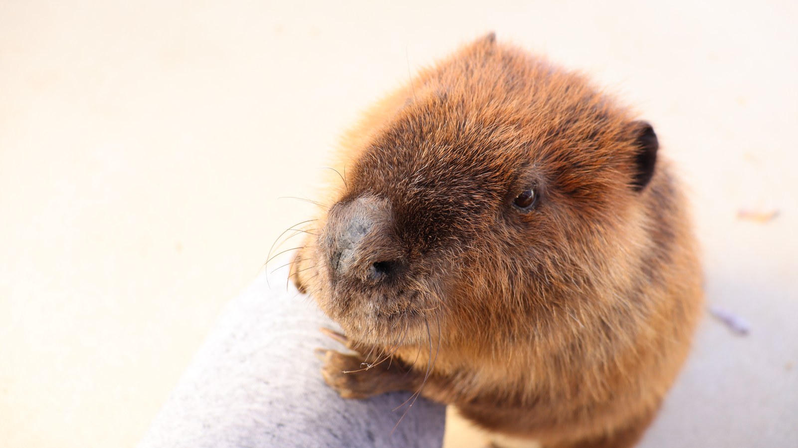 ビーバー動物のフリー素材 beaver Free material