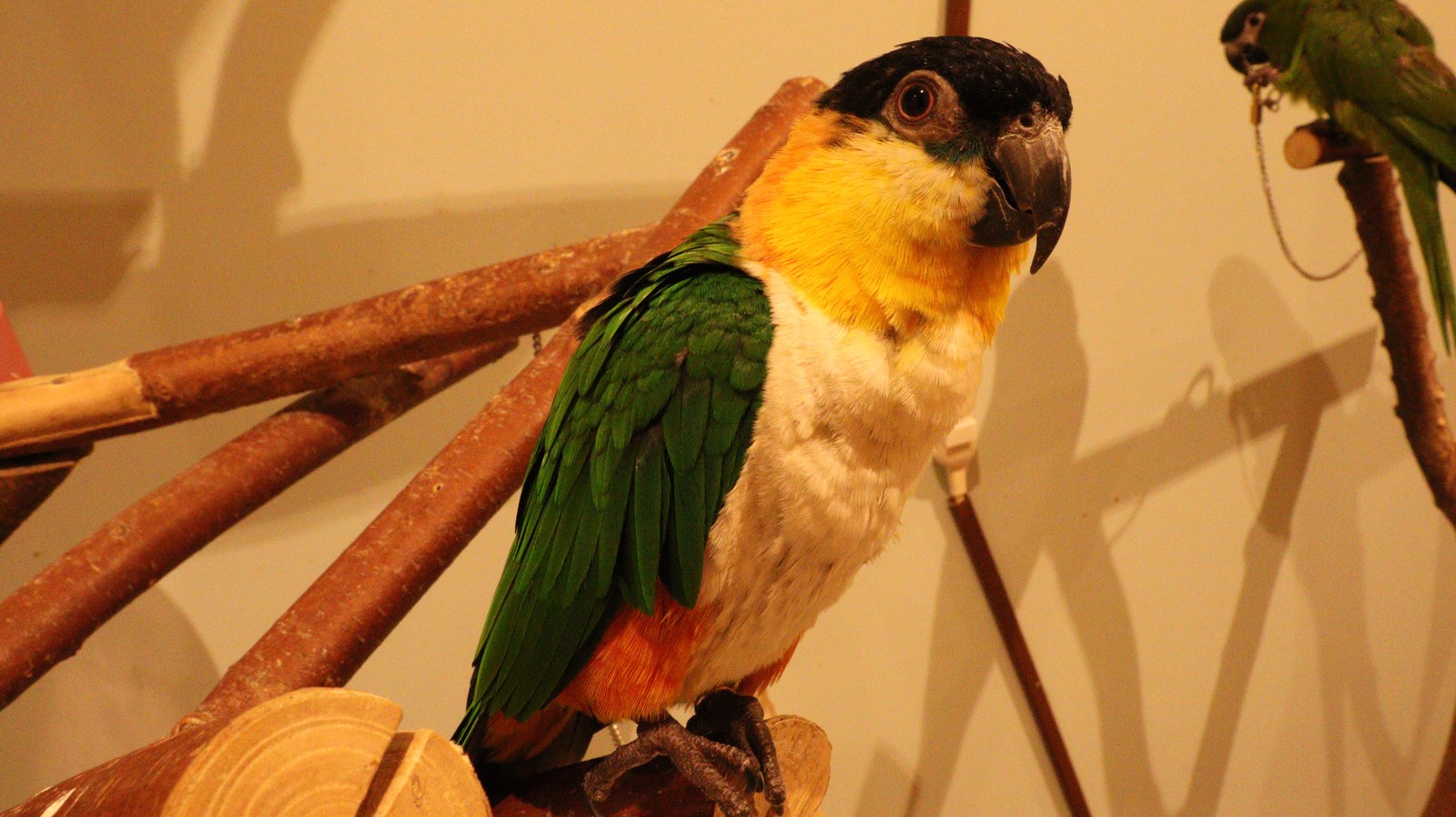 鳥、インコ、シロハラインコ、動物の写真フリー素材 Birds, Parakeets, White-bellied Parrots, Animals Photos Free Material