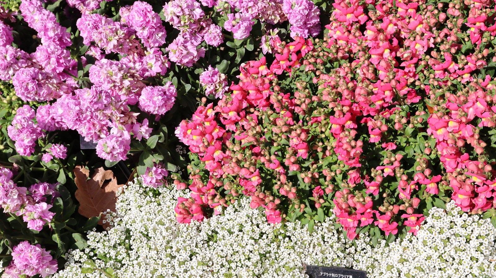 公園の花壇の写真フリー素材 Park Flowerbed Photo Free Material