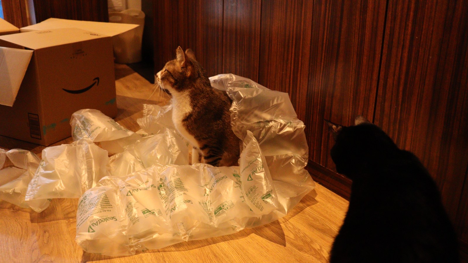 猫、ネコ、ねこ、雑種、ペット、動物の写真フリー素材 Cat, hybrid, pet, animal photo free material