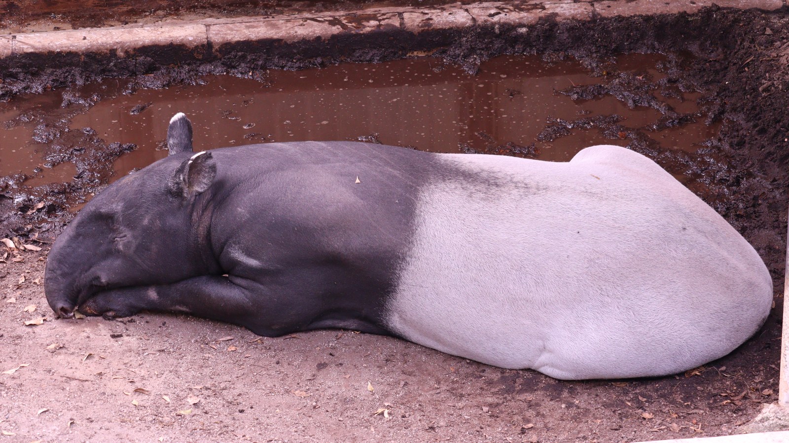 バク、マレーバク、哺乳類、動物園、動物の写真フリー素材 Photos of tapirs, malayan tapirs, mammals, zoos, animals free material