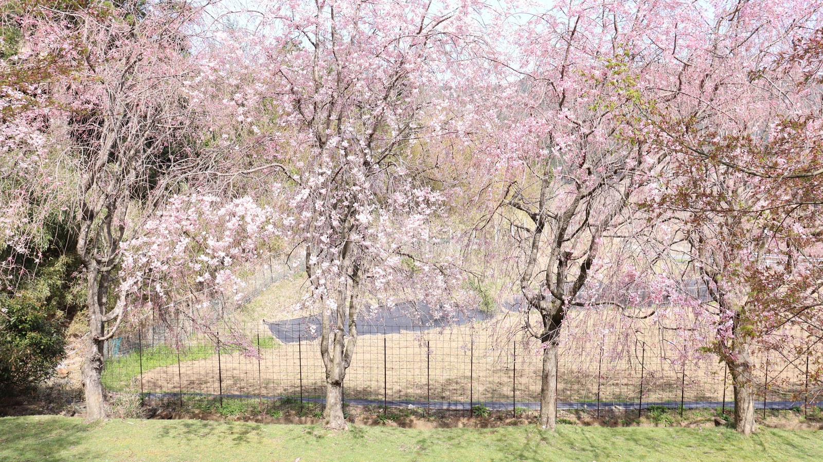 庭の桜の写真フリー素材 Garden cherry blossoms photo free material